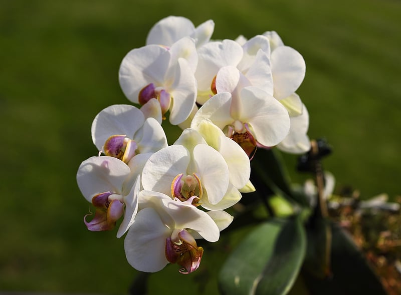 Enchanted Orchids