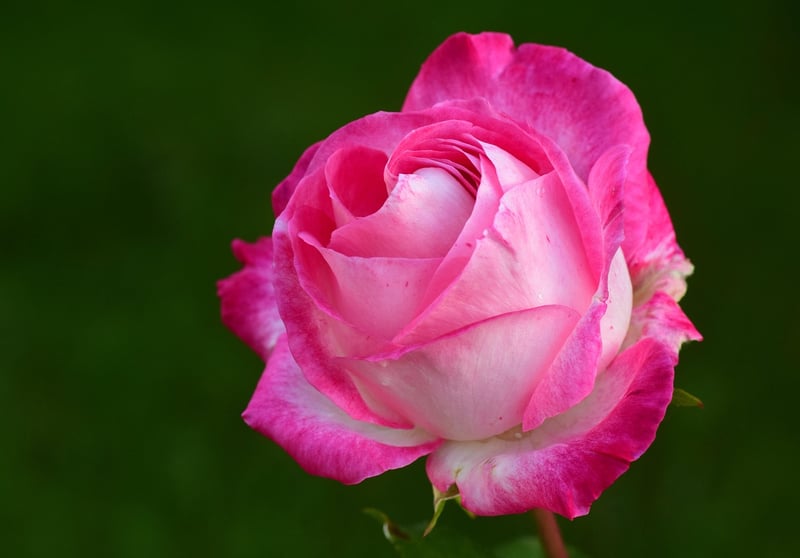 Fairy Rose