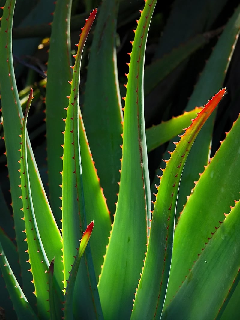 Dragon's Breath Succulent